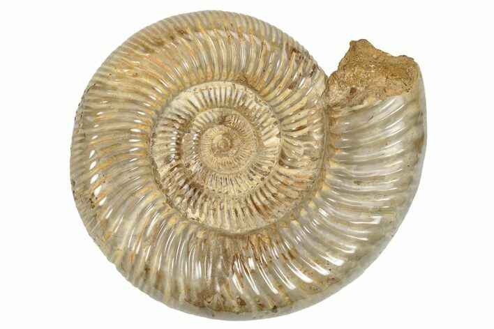 Jurassic Ammonite (Perisphinctes) - Madagascar #229519
